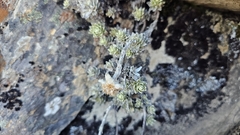 Leucogenes leontopodium