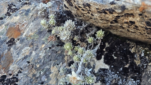 Leucogenes leontopodium, photograph 1