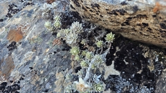 Leucogenes leontopodium, photograph author not stated, no rights reserved