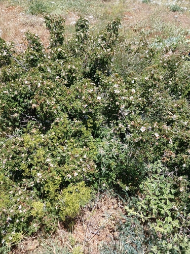 Rosa pulverulenta