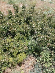 Rosa pulverulenta