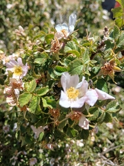 Rosa pulverulenta, photograph (c) yelena_antipova, some rights reserved (CC BY)