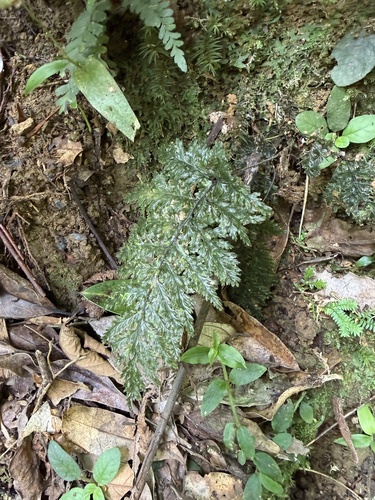 Abrodictyum obscurum observed 2026-07-03