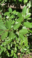 Psidium cattleyanum