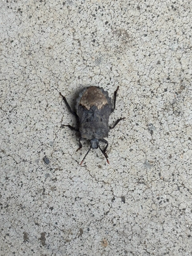 Megymenum gracilicorne