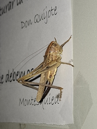 Tuberous Bush-cricket