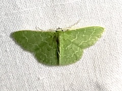 Synchlora aerata