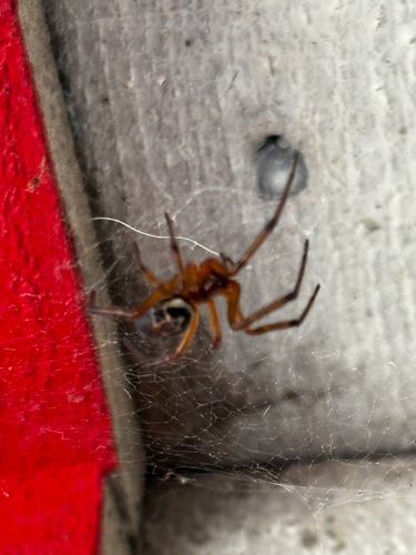 Noble False Widow