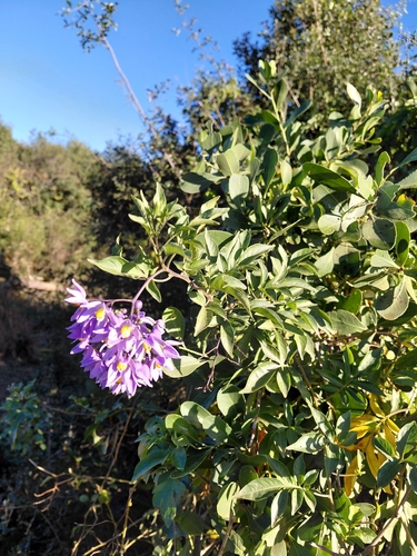 Brazilian Nightshade