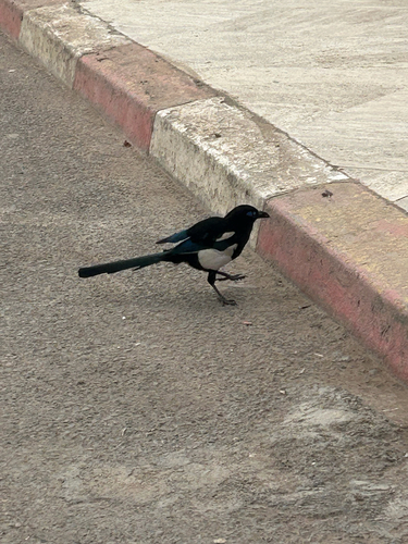 Maghreb Magpie