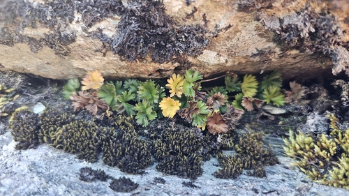 Azorella roughii observed 2026-07-02