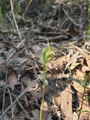Pterostylis acuminata
