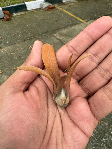 Shorea robusta observed 2026-07-03