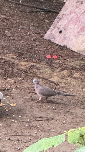 Spotted Dove