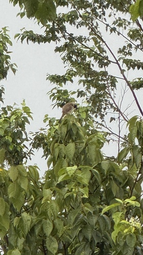 Brown-breasted Bulbul