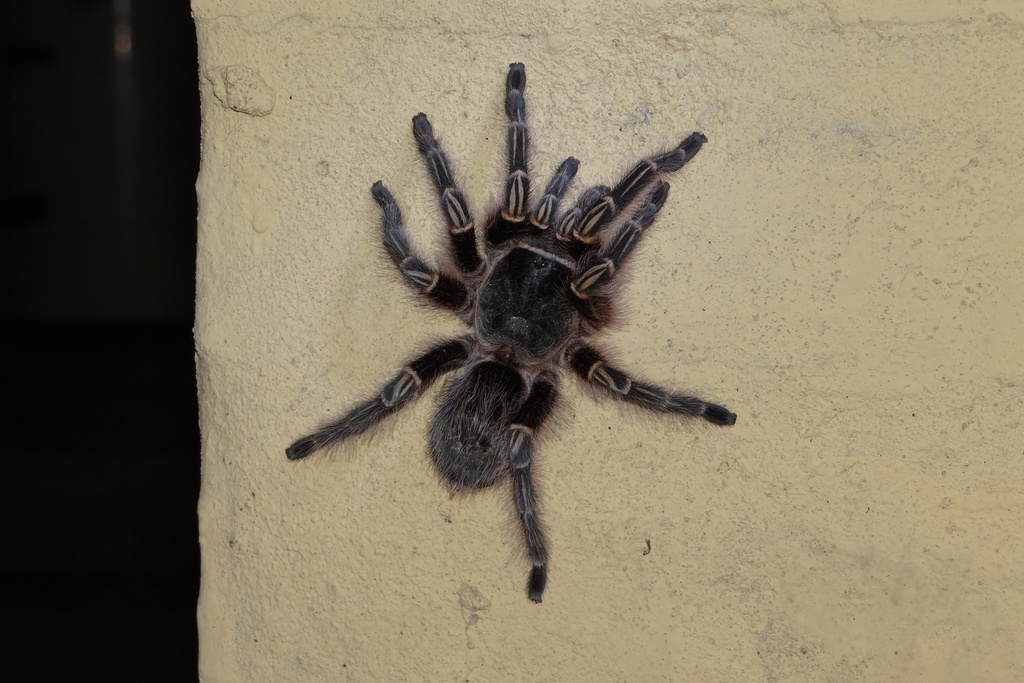 Chaco Golden knee Tarantula Grammostola pulchripes iNaturalist