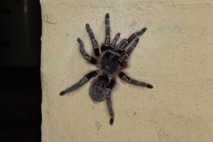 Grammostola pulchripes