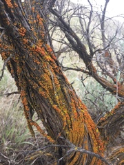 Dufourea