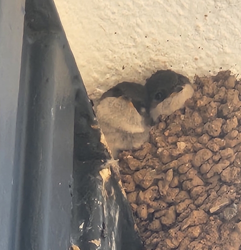 Western House Martin