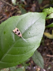Deltoplastis commatopa