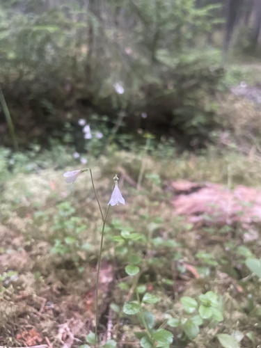 Twinflower