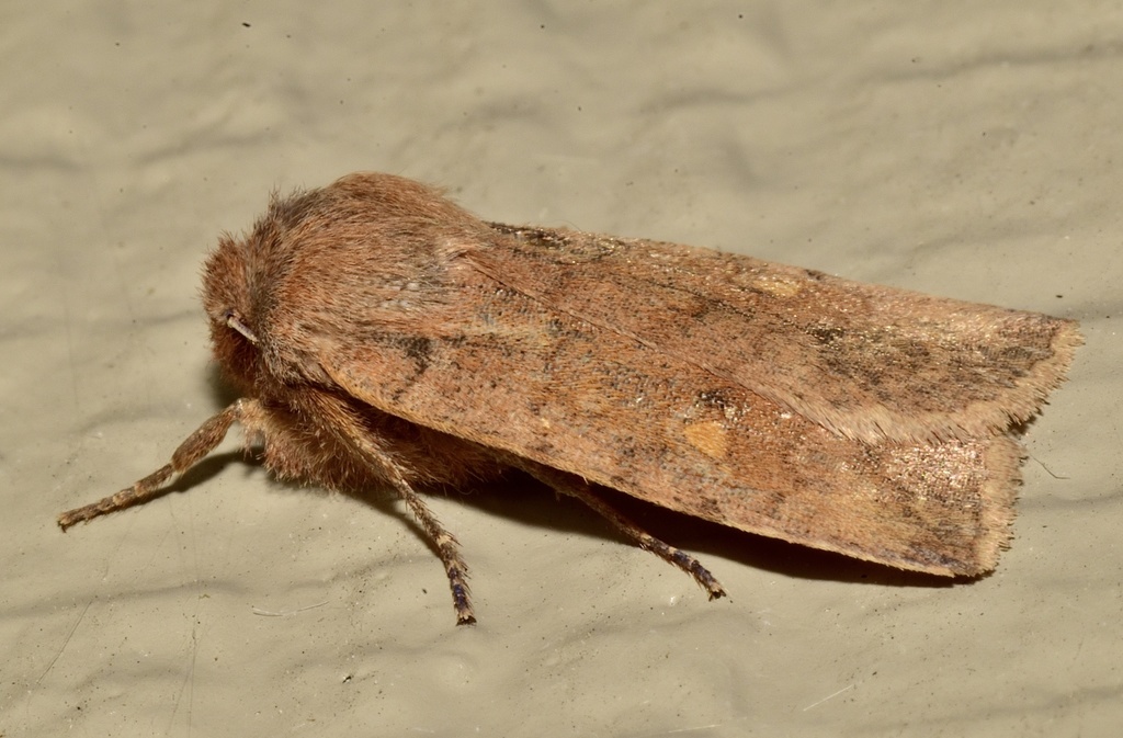 Three-spotted Sallow