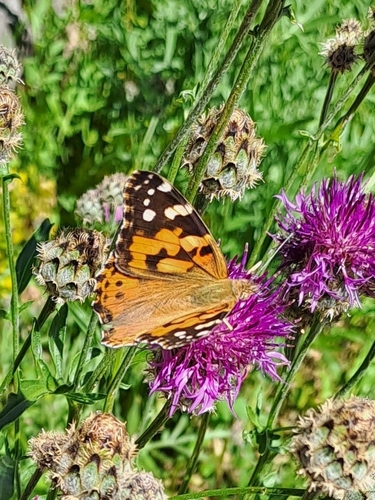 Painted Lady