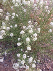 Lepidium fremontii