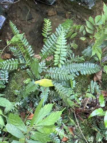Bolbitis appendiculata observed 2026-07-03
