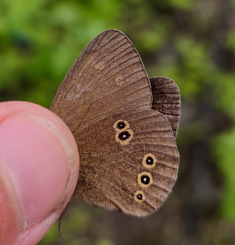 Ringlet