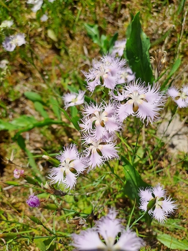 Fringed Pink