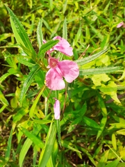 Impatiens chinensis