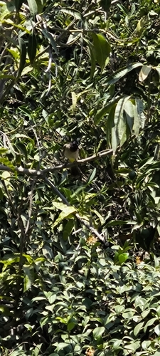 White-spectacled Bulbul