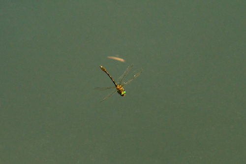 Orange-spotted Emerald