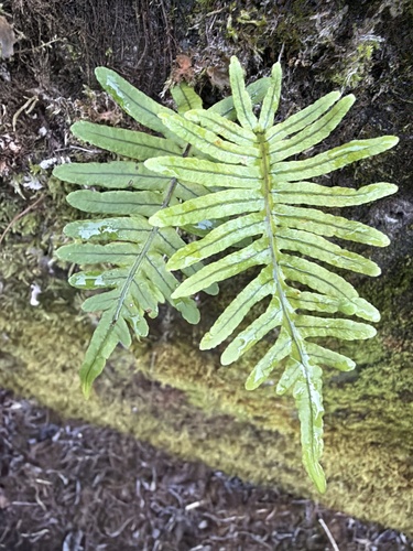 Goniophlebium amoenum observed 2026-07-03