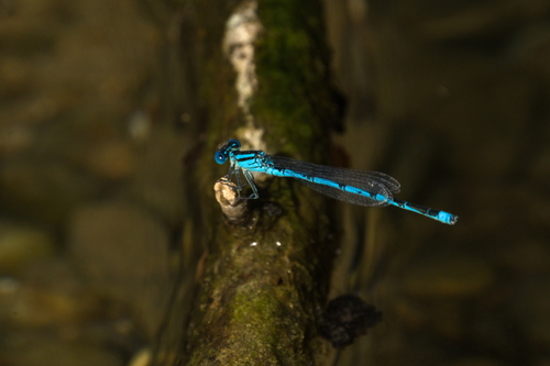 Goblet-marked Damselfly