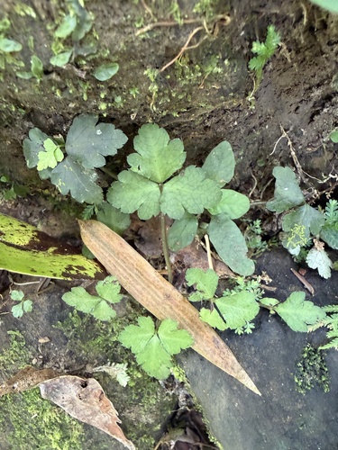 Sanicula lamelligera, 2026-07-03