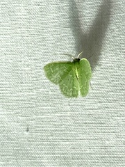 Synchlora aerata