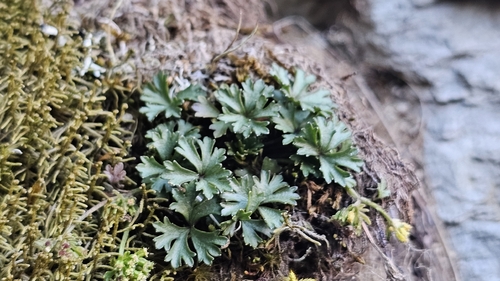 Azorella roughii observed 2026-07-02