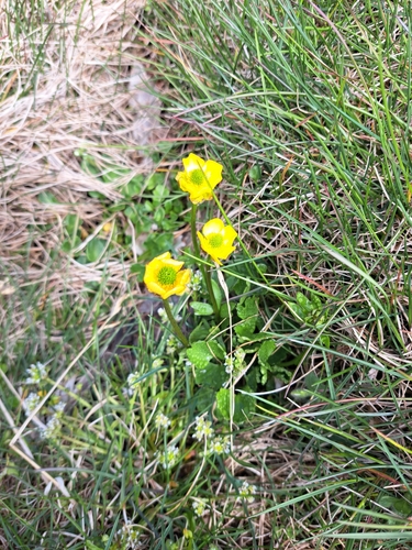 Ranunculus sulphureus, photograph 5