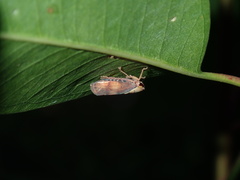 Brunotartessus fulvus