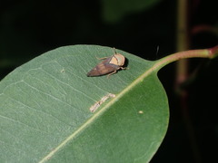 Brunotartessus fulvus