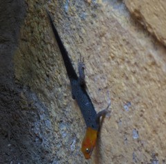 Gonatodes albogularis