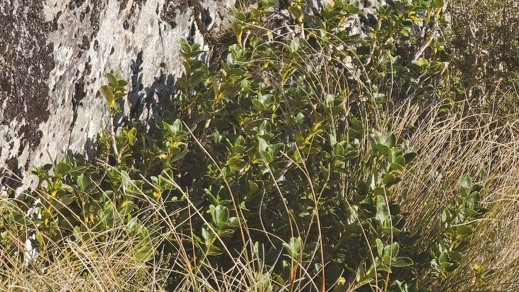 Coprosma serrulata; photograph author not stated, no rights reserved