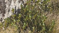 Coprosma serrulata