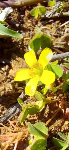 Creeping Woodsorrel