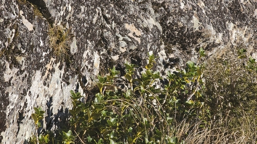 Coprosma serrulata, photograph 1