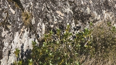 author not stated, no rights reserved Coprosma serrulata, photograph author not stated, no rights reserved