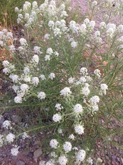 Lepidium fremontii