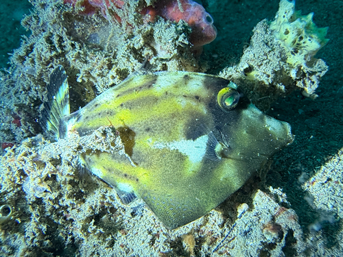 Cantherhines fronticinctus observed 2026-07-03